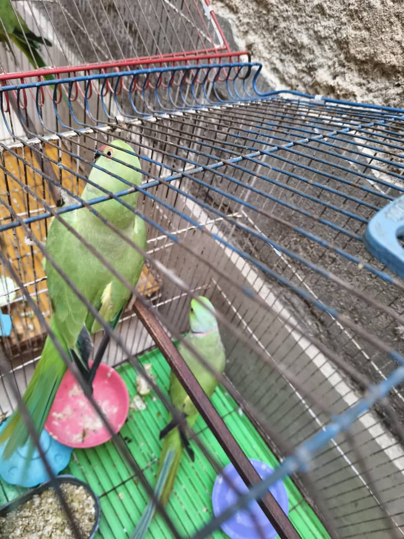 parrots 6