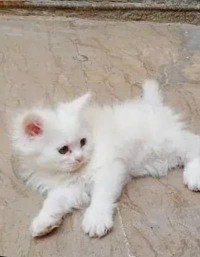 KittenswithMother