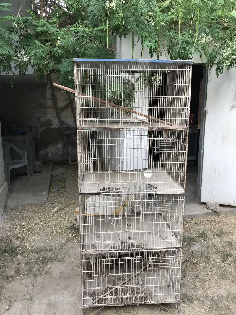 Birds Cages Urgent Sale In Very Reasonable Rates — photo 2