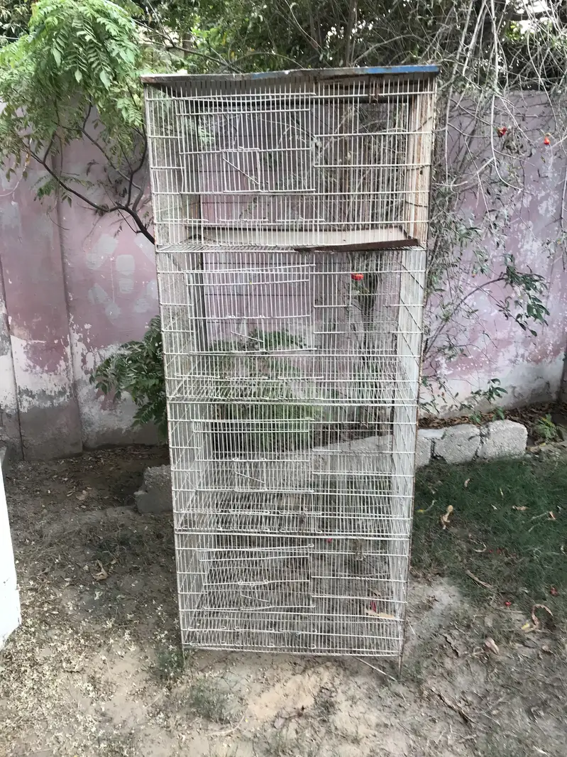 Birds Cages Urgent Sale In Very Reasonable Rates — photo 10