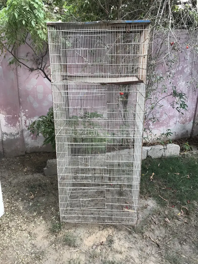 Birds Cages Urgent Sale In Very Reasonable Rates — photo 11