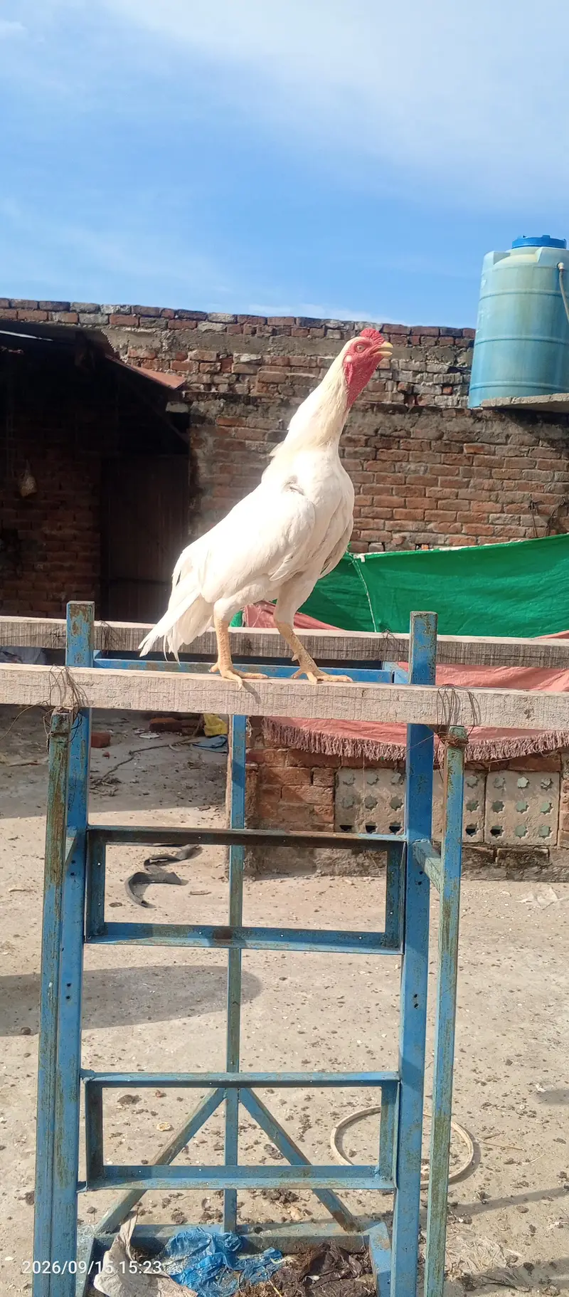 aseel Hira nasl two female one male — photo 4
