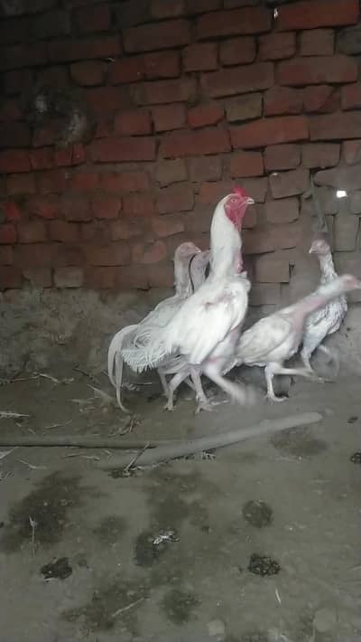 aseel Heera breed