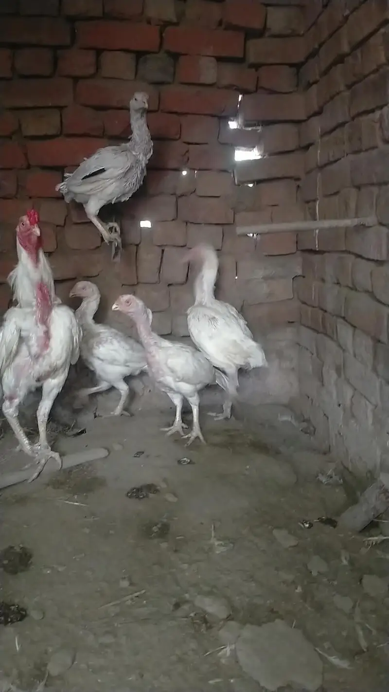 aseel Heera breed — photo 2