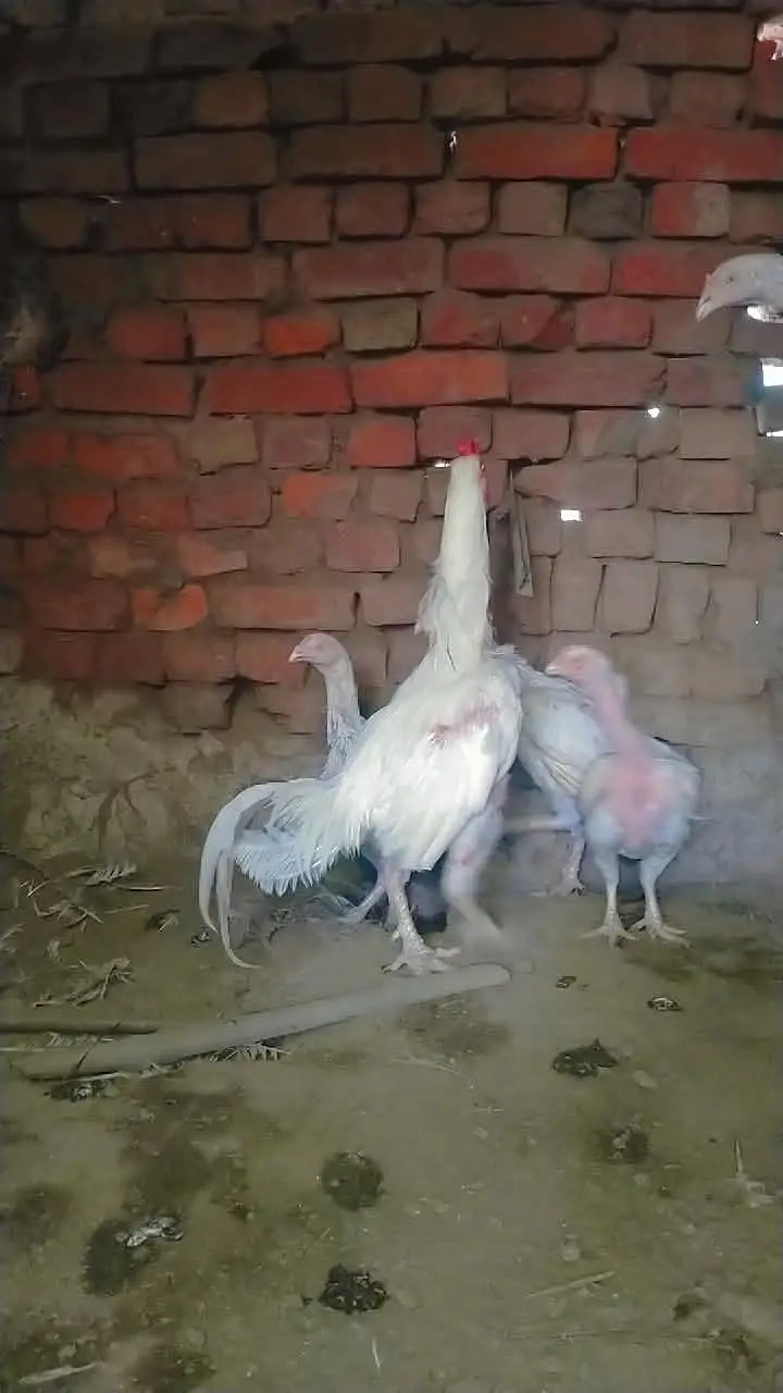 aseel Heera breed — photo 3