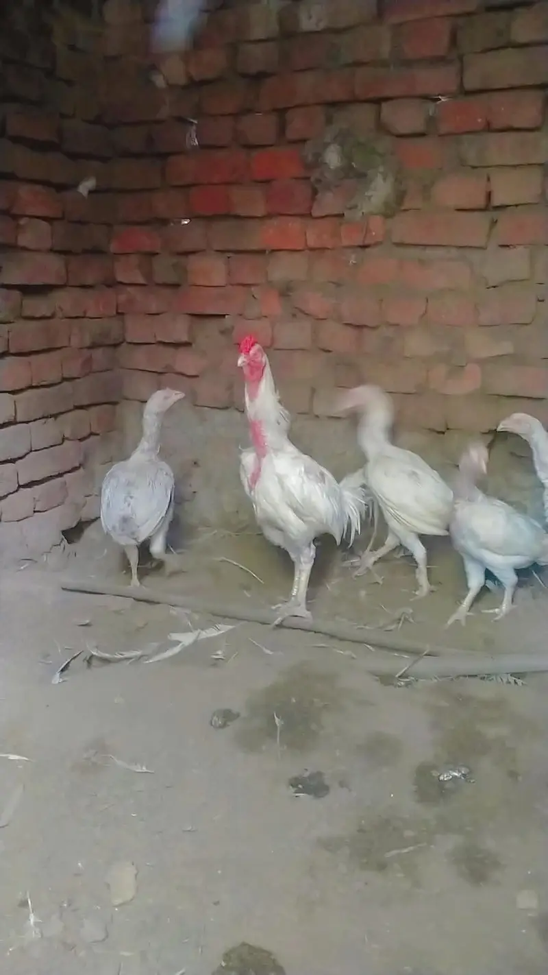 aseel Heera breed — photo 4