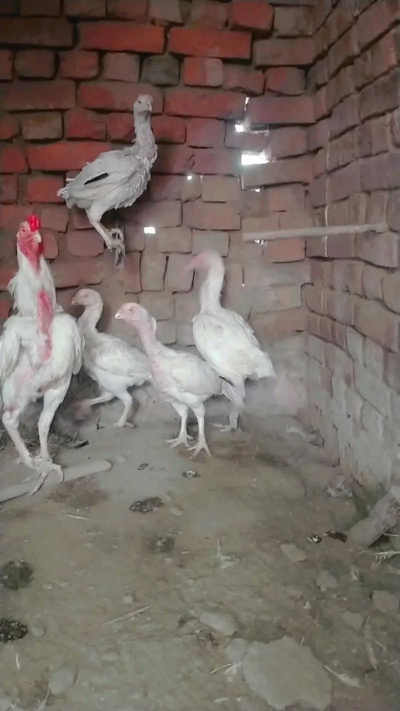 aseel Heera breed — photo 5