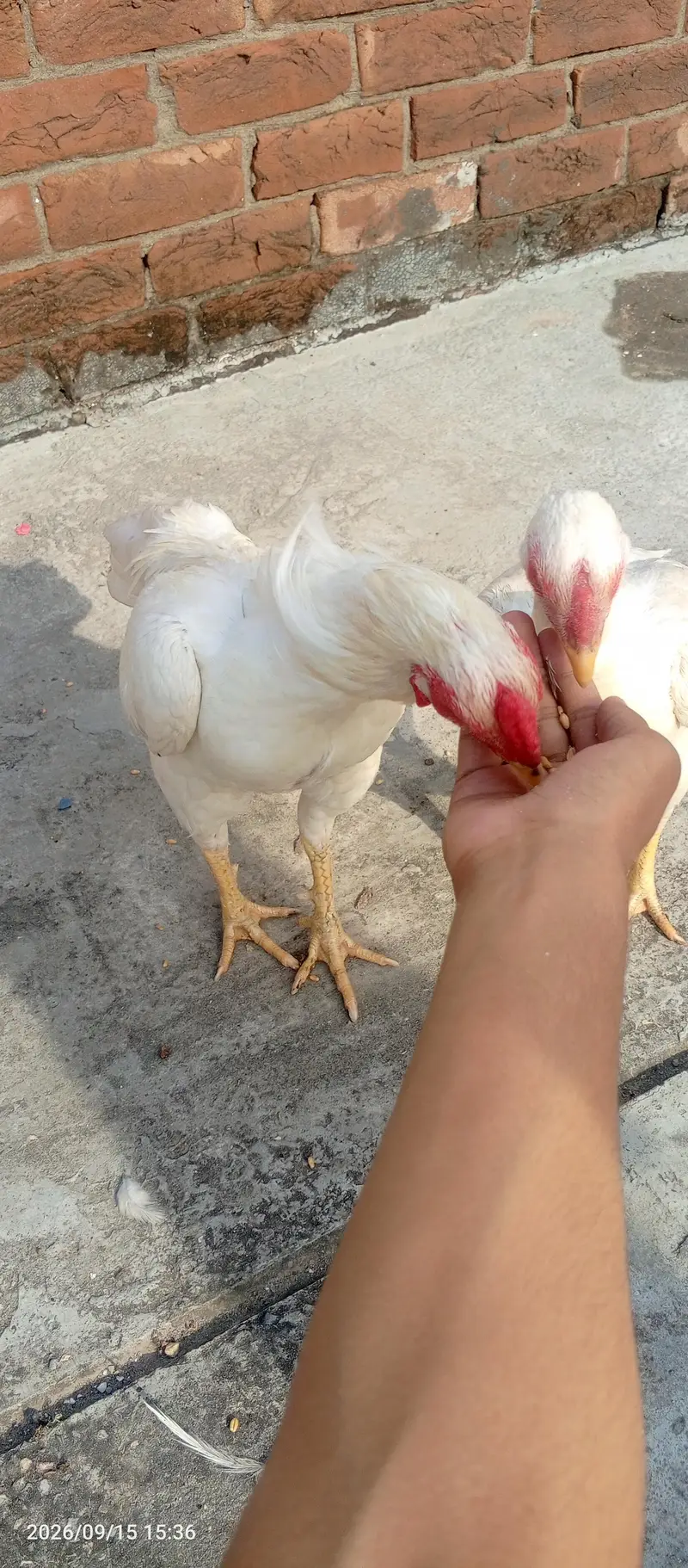 aseel Hira nasl two female one male — photo 5