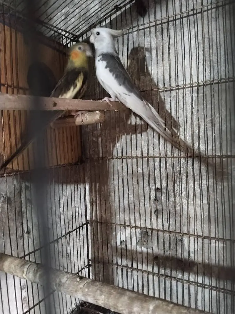 Cocktail Breeder pair  With Cage I  Cockatiel Breeder Pairs — photo 3