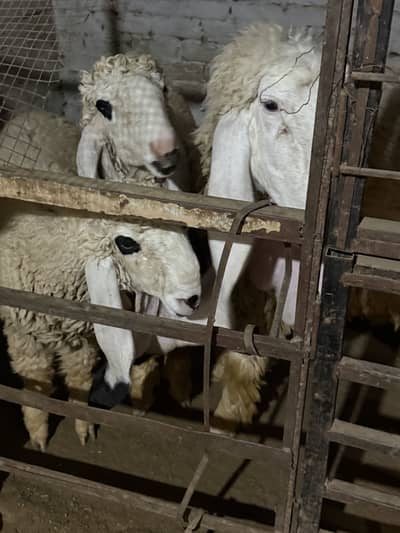 Fit and healthy Animals