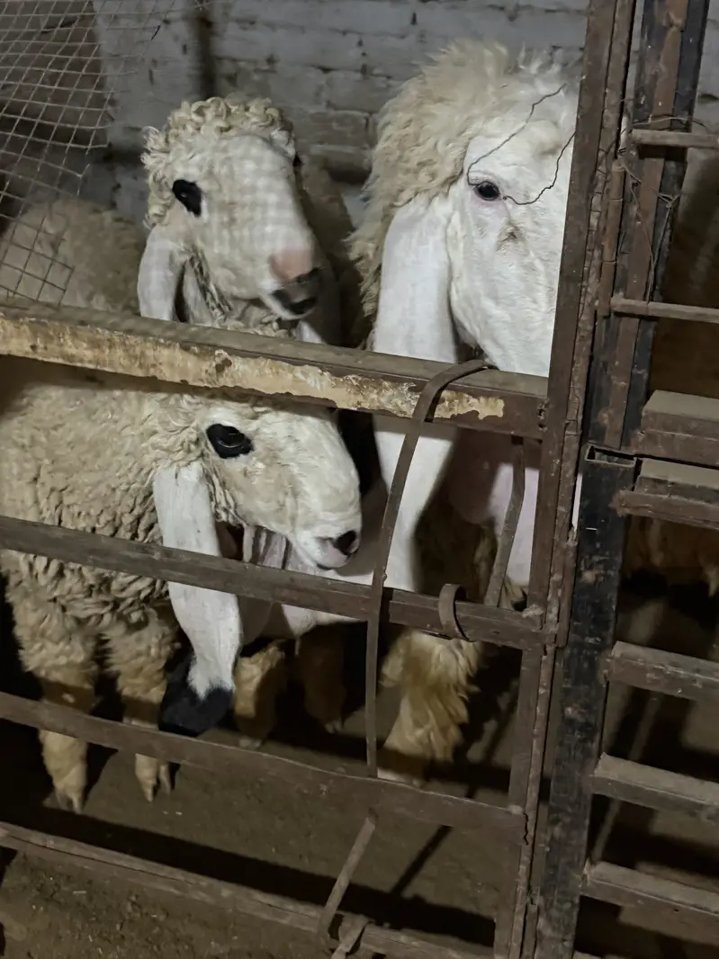 bakra / bakri / rajanpuri / makhi cheena / goat / sheep / kajla