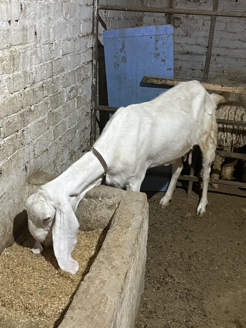 bakra / bakri / rajanpuri / makhi cheena / goat / sheep / kajla — photo 2