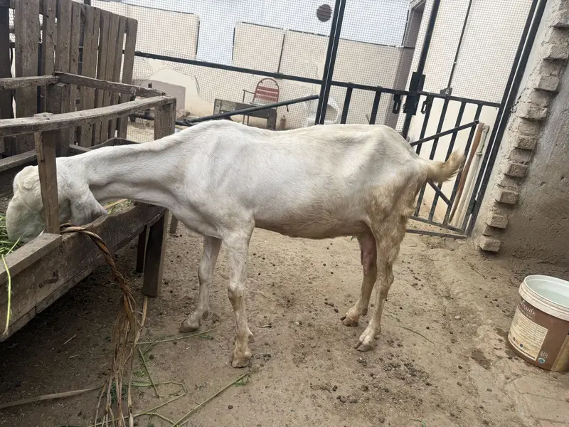 bakra / bakri / rajanpuri / makhi cheena / goat / sheep / kajla — photo 3