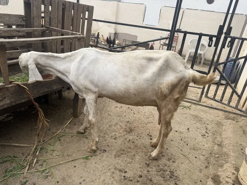 bakra / bakri / rajanpuri / makhi cheena / goat / sheep / kajla — photo 4