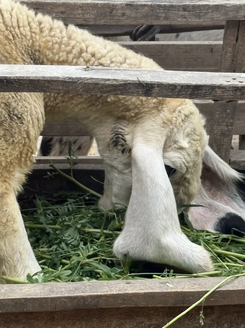 bakra / bakri / rajanpuri / makhi cheena / goat / sheep / kajla — photo 5