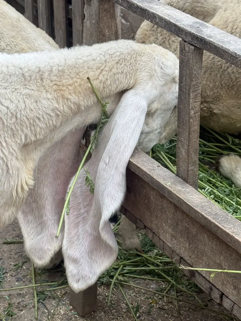 bakra / bakri / rajanpuri / makhi cheena / goat / sheep / kajla — photo 6