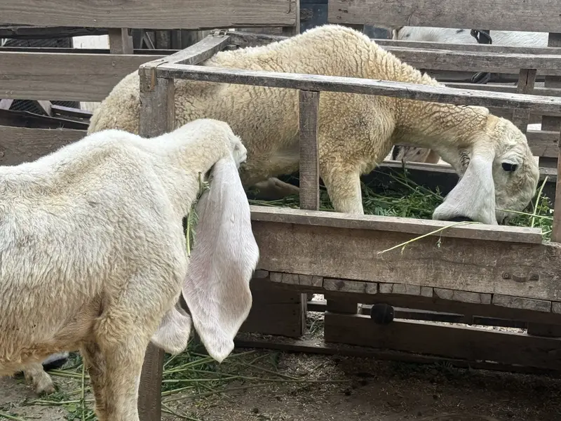 bakra / bakri / rajanpuri / makhi cheena / goat / sheep / kajla — photo 7
