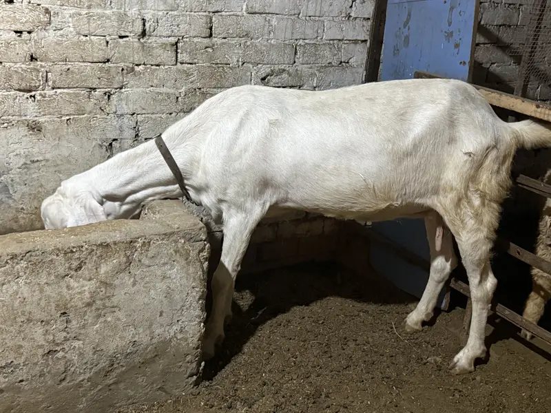 bakra / bakri / rajanpuri / makhi cheena / goat / sheep / kajla — photo 8