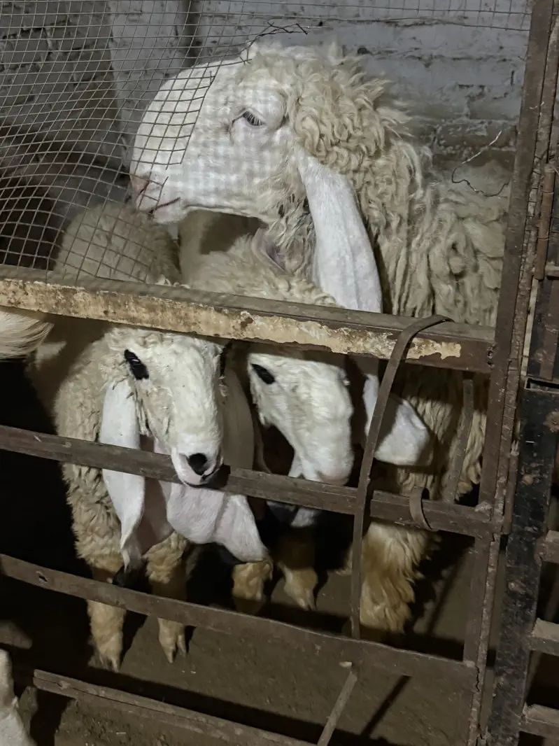 bakra / bakri / rajanpuri / makhi cheena / goat / sheep / kajla — photo 9