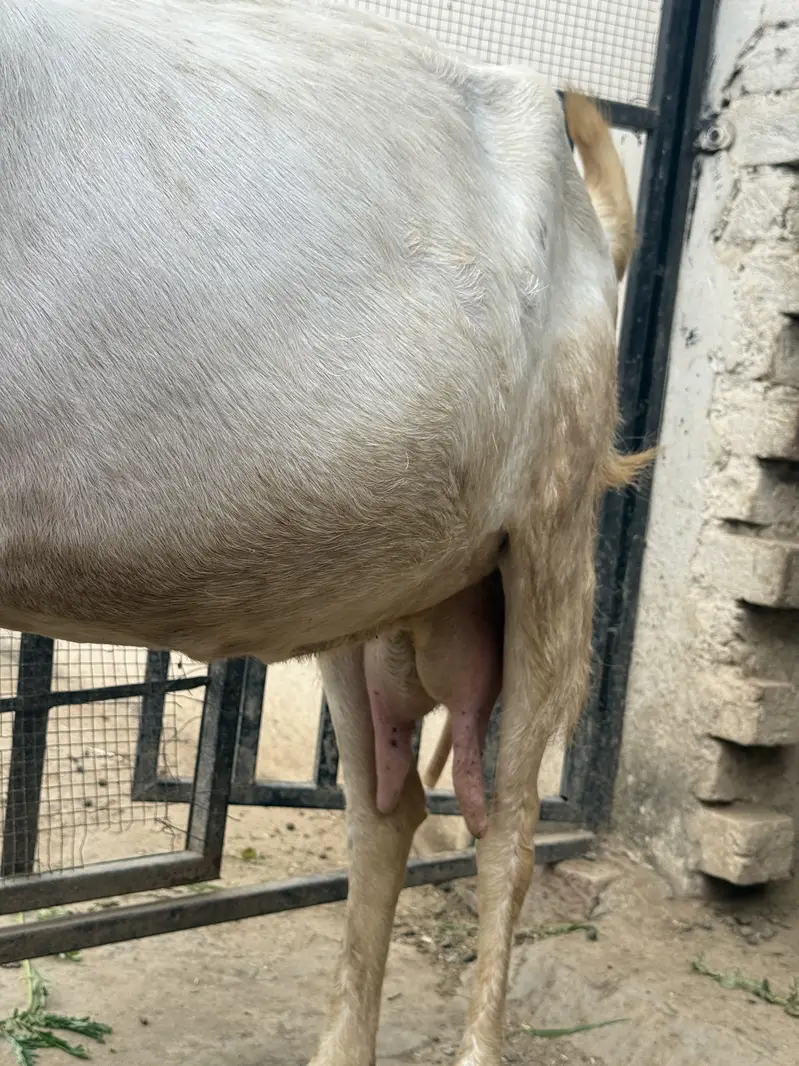 bakra / bakri / rajanpuri / makhi cheena / goat / sheep / kajla — photo 10