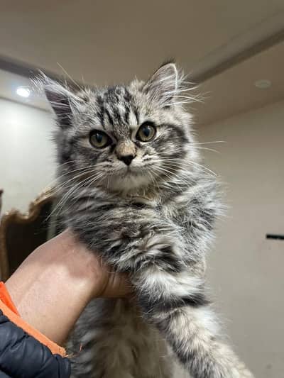 Siberian male cat for sale