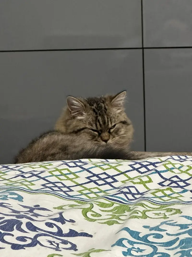 Siberian male cat for sale — photo 2