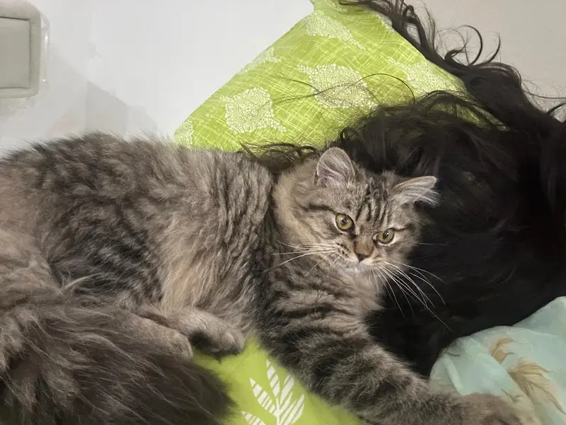 Siberian male cat for sale — photo 3