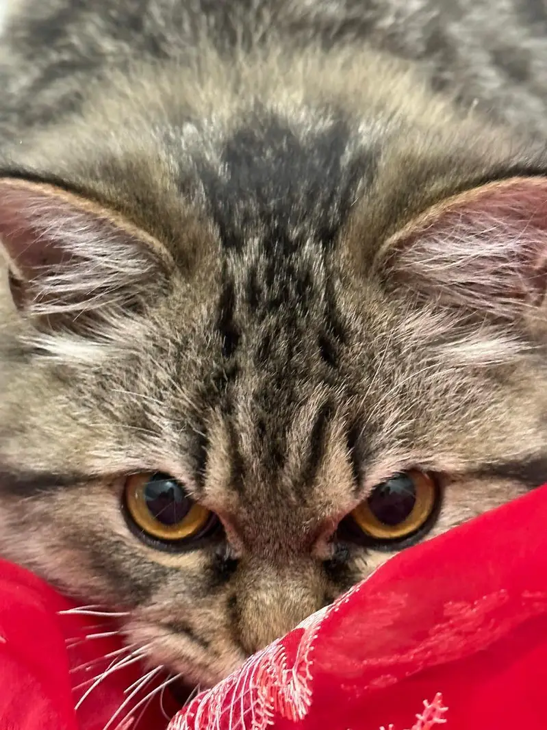 Siberian male cat for sale — photo 4