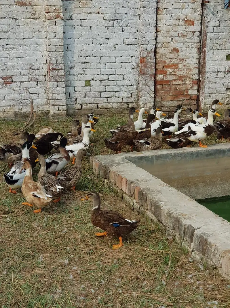 5 months starter ducks  healthy and active