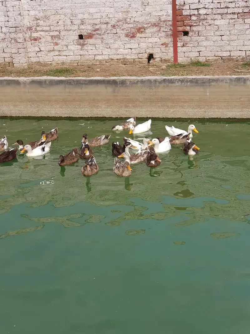 5 months starter ducks  healthy and active — photo 2
