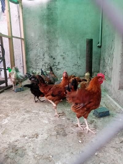 4 Months Old Fully Vaccinated Healthy Hens for Sale