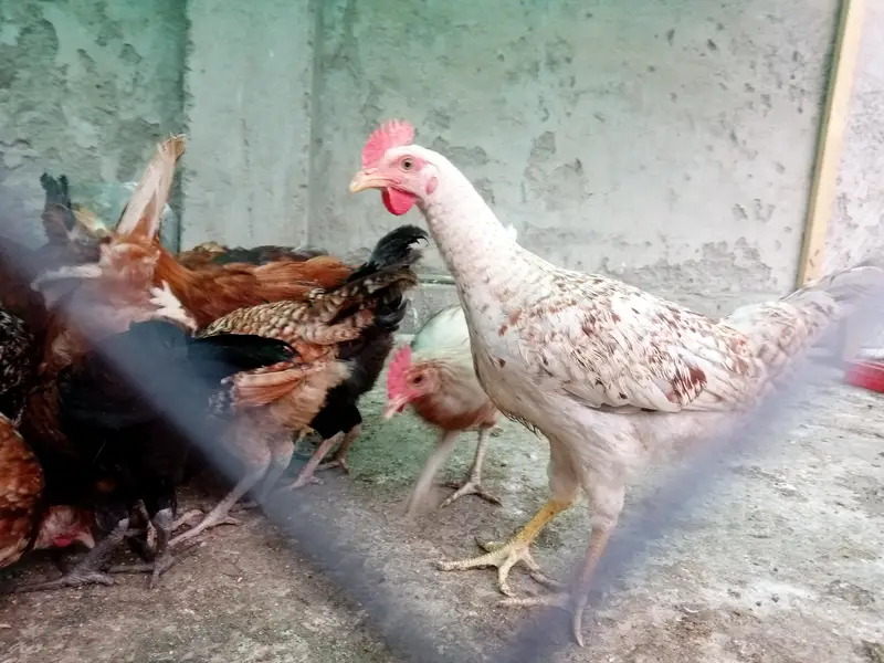 4 Months Old Fully Vaccinated Healthy Hens for Sale — photo 2