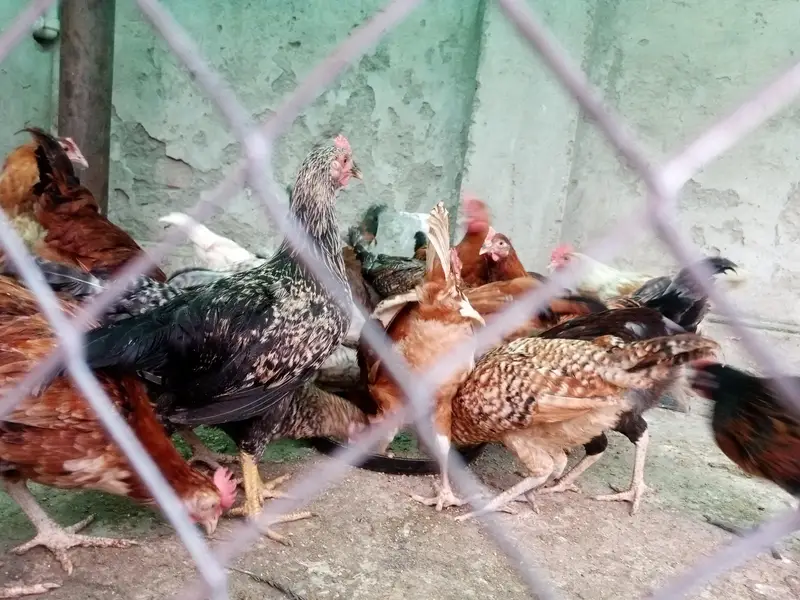 4 Months Old Fully Vaccinated Healthy Hens for Sale — photo 3