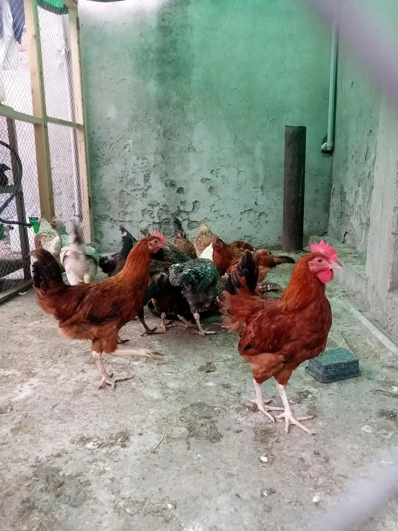 4 Months Old Fully Vaccinated Healthy Hens for Sale — photo 4