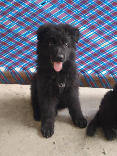 Black German shepherd long coat