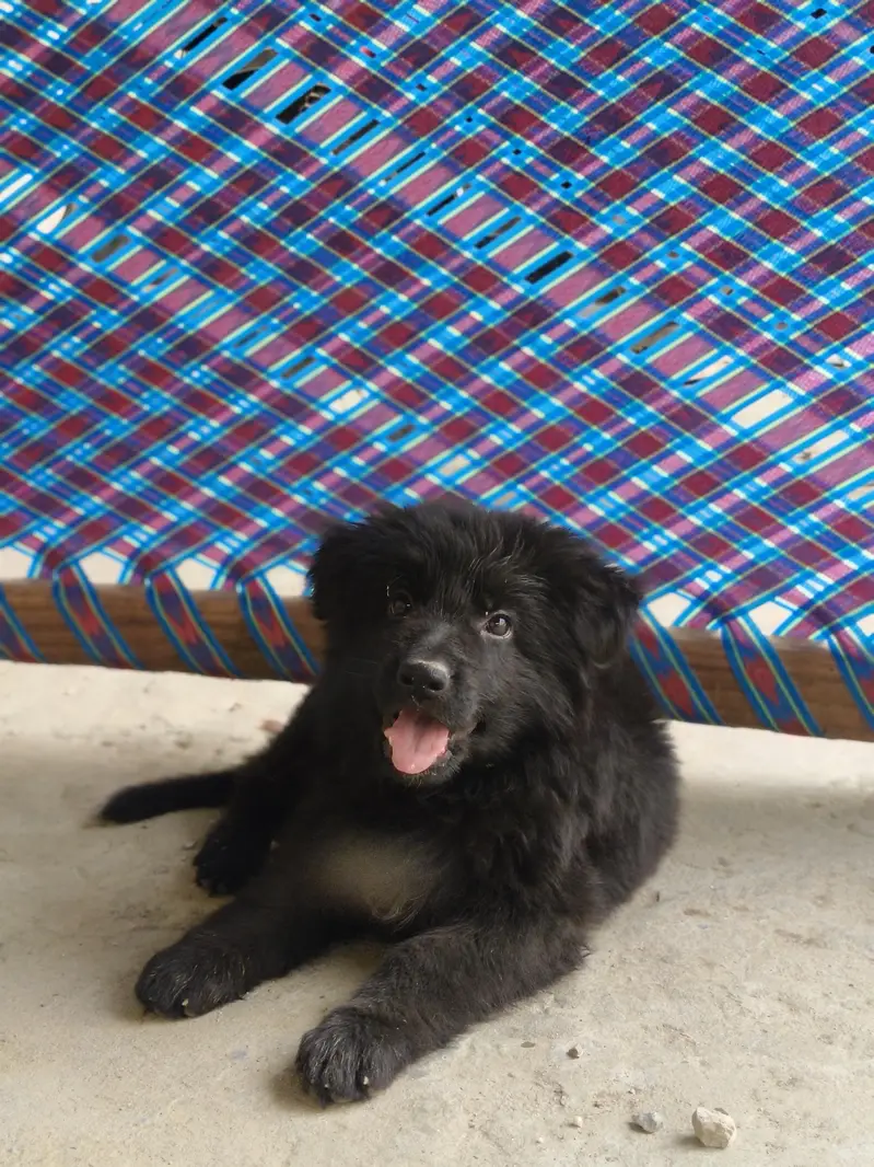 Black German shepherd long coat — photo 2