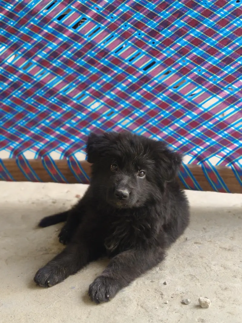 Black German shepherd long coat — photo 3