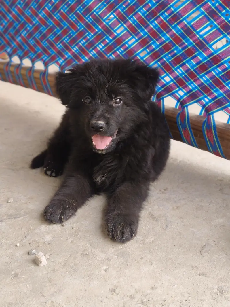 Black German shepherd long coat — photo 4