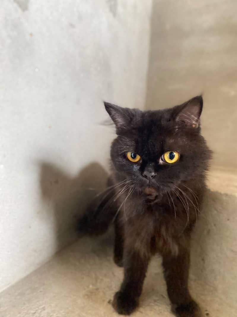 Persian Cat 3 Code 2