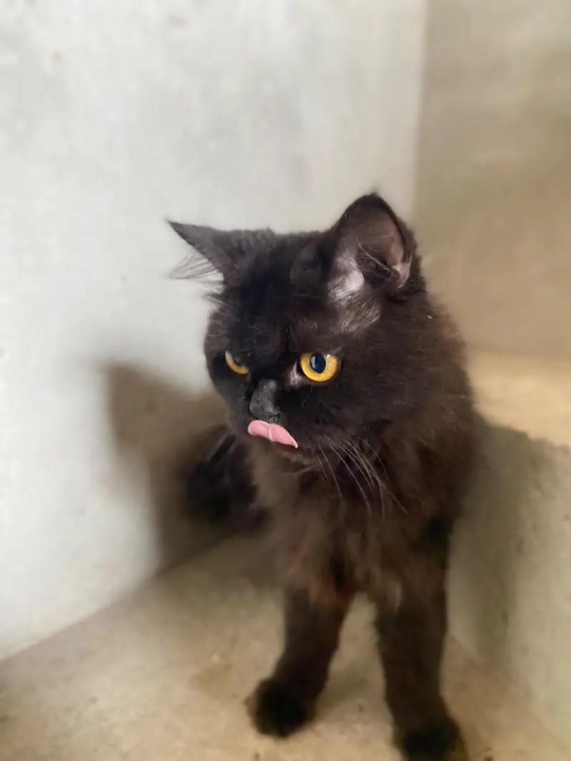 Persian Cat 3 Code — photo 4