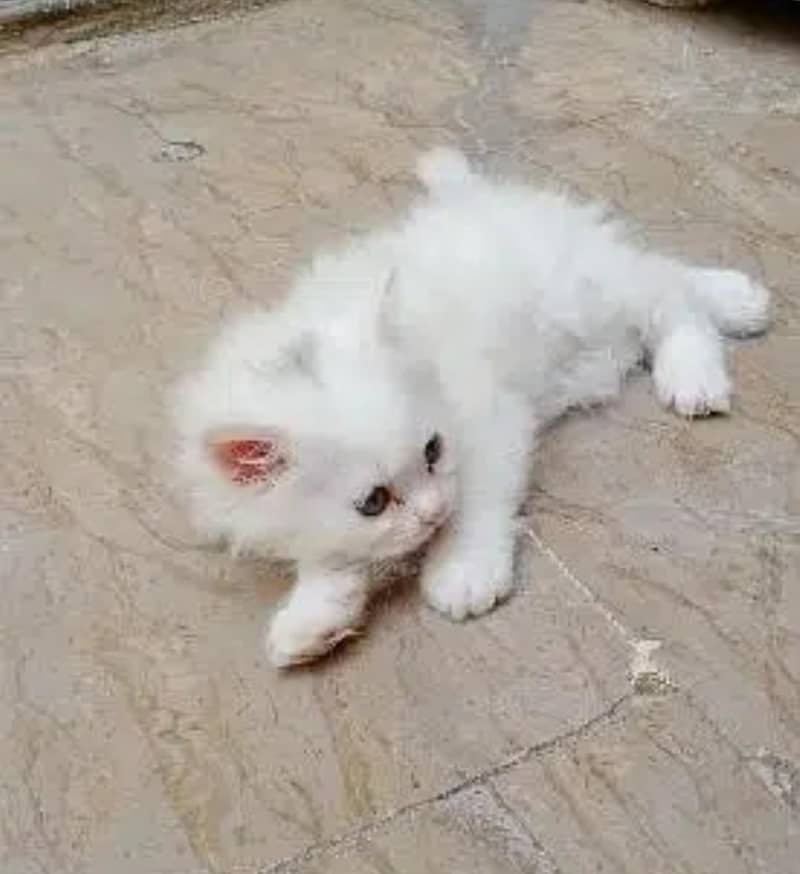 KittenswithMother 3