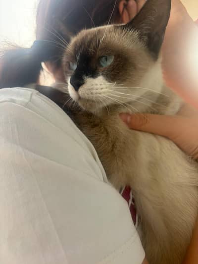 Loving & Calm Siamese Female Cat for Sale