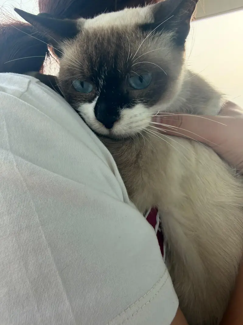 Loving & Calm Siamese Female Cat for Sale — photo 2