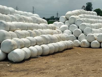 Silage Bales for Dairy Farms / Bulk Supply Available