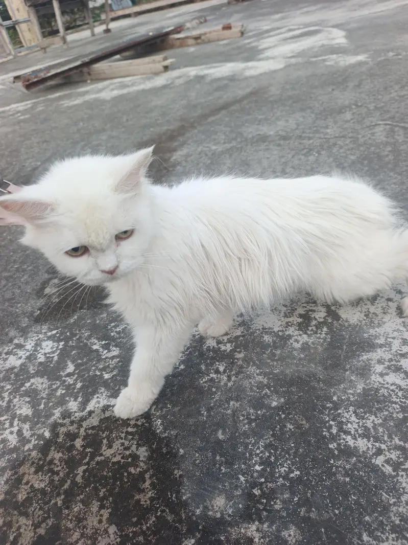 urgent sale — photo 4