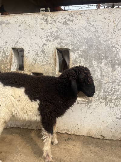 Dumba for sale