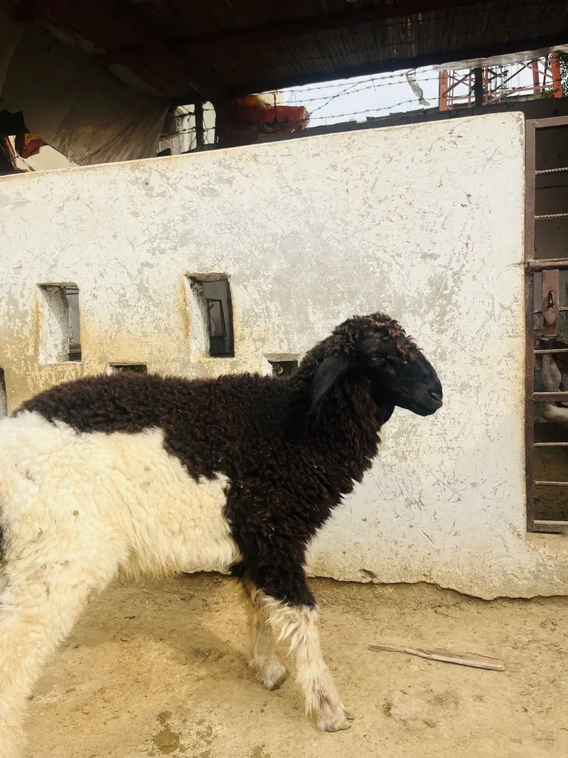 Dumba for sale — photo 2
