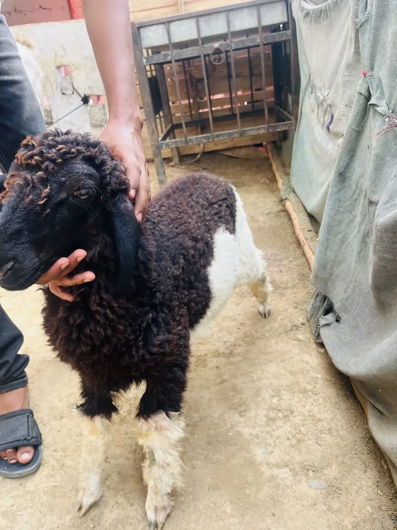 Dumba for sale — photo 3