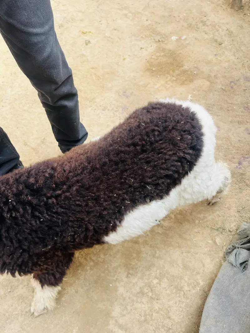 Dumba for sale — photo 4