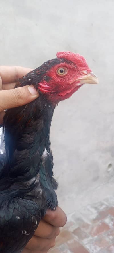 aseel pair 03020644806whatsapp